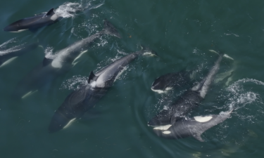 Monterey Bay, Monterey County, orcas, whale watching